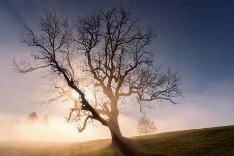 Lone Tree 4K Wallpaper · minimal · 3840×2561