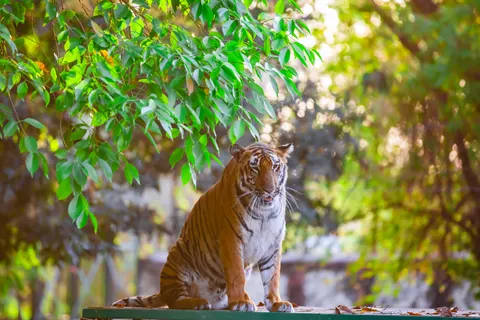 Sfondo Tigre 4K · animals · 3840×2560