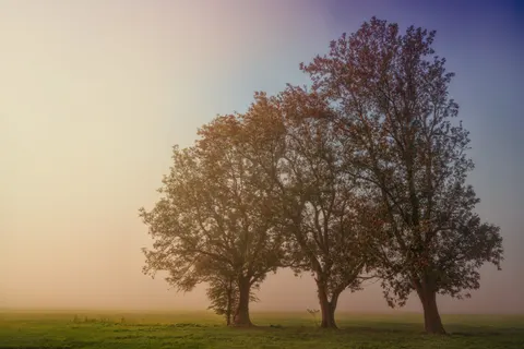 Lone Tree 4K Wallpaper · minimal · 3840×2560