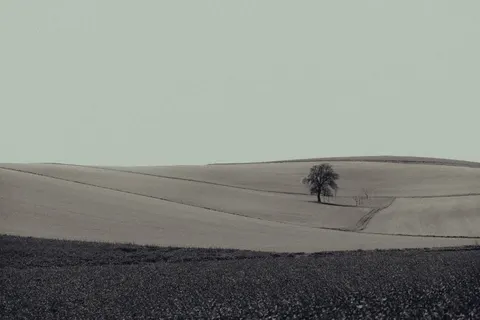 والپیپر درخت تنها با کیفیت 4K · minimal · 3840×2560