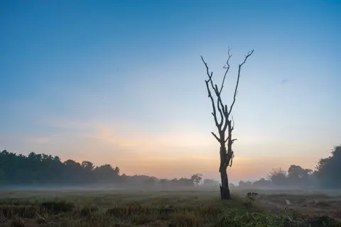 Lone Tree 4K Wallpaper · minimal · 3840×2560