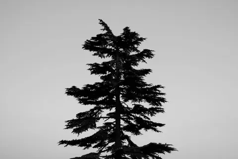 والپیپر درخت تنها با کیفیت 4K · minimal · 3840×2560