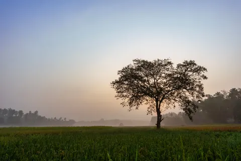 Lone Tree 4K Wallpaper · minimal · 3840×2560