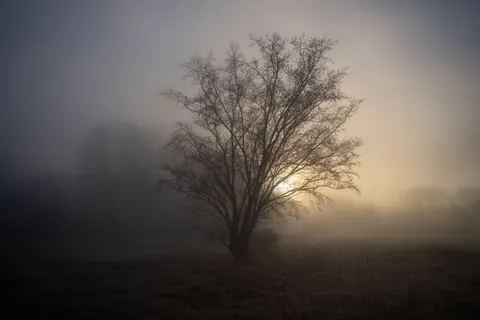 Hình nền Cây cô đơn 4K · minimal · 3840×2560