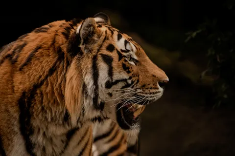 Tiger 4K Hintergrundbild · animals · 3840×2563