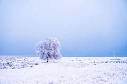 Hình nền Cây cô đơn 4K · minimal · 3840×2555
