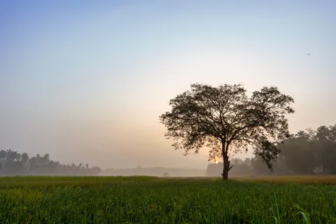 Lone Tree 4K Wallpaper · minimal · 3840×2560