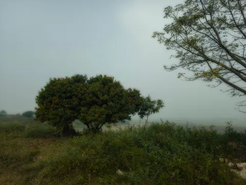 अकेला पेड़ 4K वॉलपेपर · minimal · 3840×2878