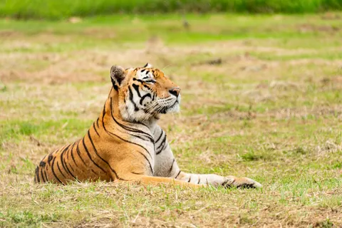 Hình nền Hổ 4K · animals · 3840×2563