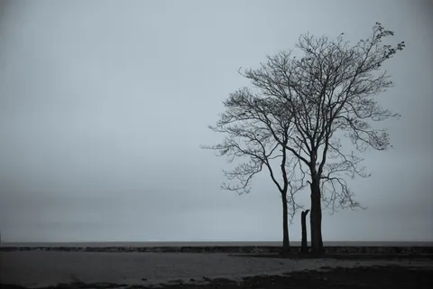 Einzelner Baum 4K Hintergrundbild · minimal · 3840×2561