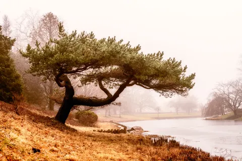 Sfondo Albero solitario 4K · minimal · 3840×2560