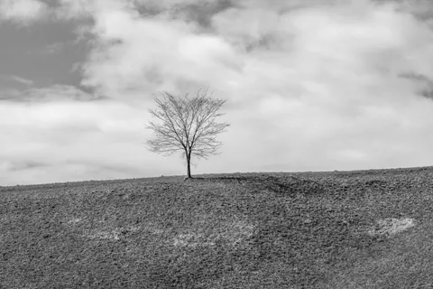 Eenzame boom 4K-achtergrond · minimal · 3840×2560