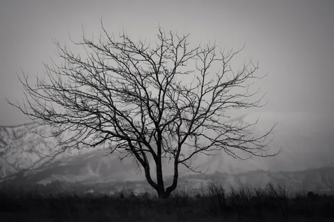 Fond d'écran Arbre solitaire 4K · minimal · 3840×2560