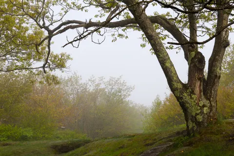 Sfondo Albero solitario 4K · minimal · 3840×2560
