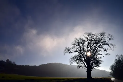 Lone Tree 4K Wallpaper · minimal · 3840×2560