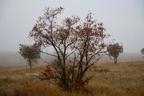 Lone Tree 4K Wallpaper · minimal · 3840×2560