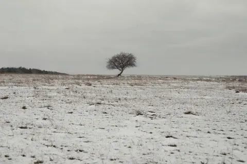 Lone Tree 4K Wallpaper · minimal · 3840×2560