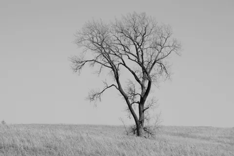 Sfondo Albero solitario 4K · minimal · 3840×2560