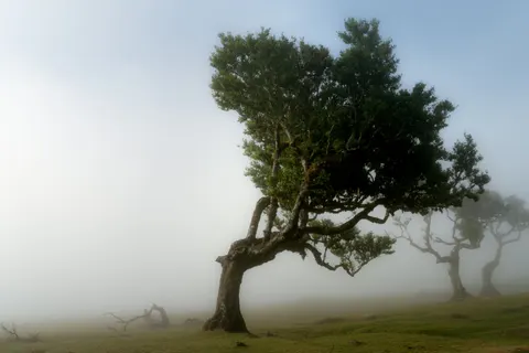 Wallpaper Pohon Tunggal 4K · minimal · 3840×2560