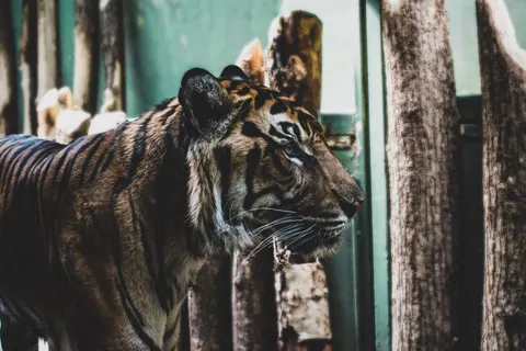 Tiger 4K Hintergrundbild · animals · 3840×2560