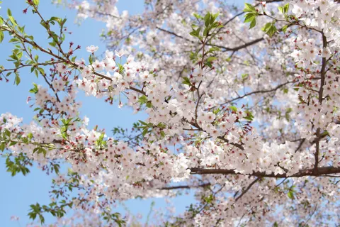 櫻花 4K桌布 · nature · 3840×2560
