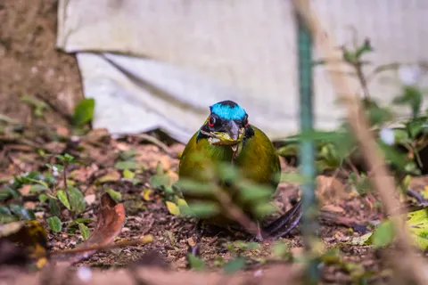 Fond d'écran Oiseau tropical 4K · animals · 3840×2560