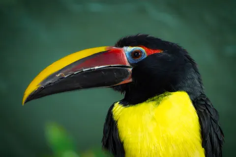 Fond d'écran Oiseau tropical 4K · animals · 3840×2560