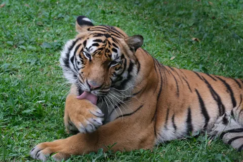 Sfondo Tigre 4K · animals · 3840×2560