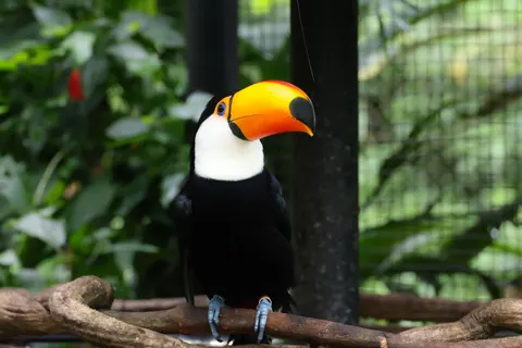 Tropical Bird 4K Wallpaper · animals · 3840×2560