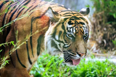 बाघ 4K वॉलपेपर · animals · 3840×2560