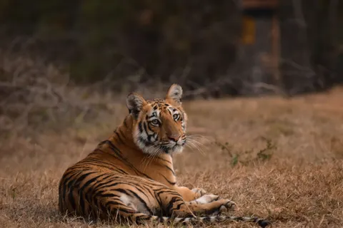 Tiger 4K Wallpaper · animals · 3840×2560