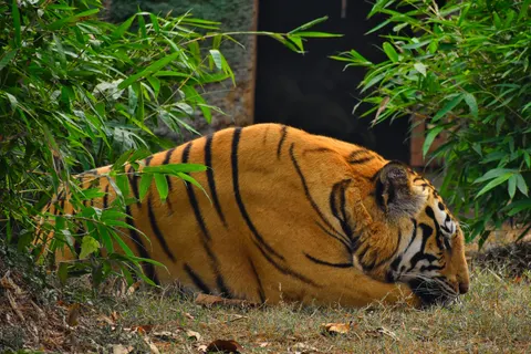Tiger 4K Hintergrundbild · animals · 3840×2560
