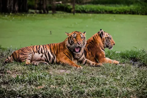 Hình nền Hổ 4K · animals · 3840×2560