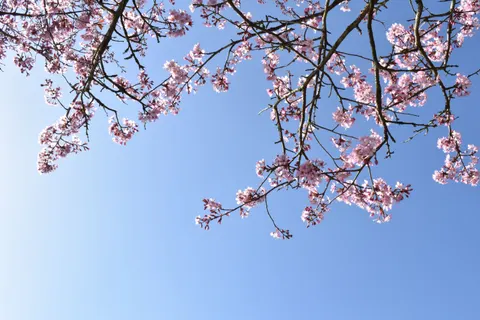 Sfondo Fiori di Ciliegio 4K · nature · 3840×2560