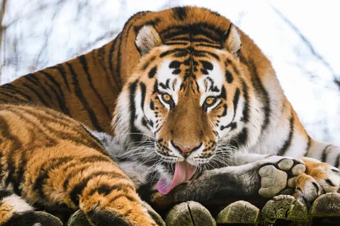 Sfondo Tigre 4K · animals · 3840×2560