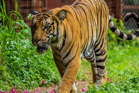 Sfondo Tigre 4K · animals · 3840×2560