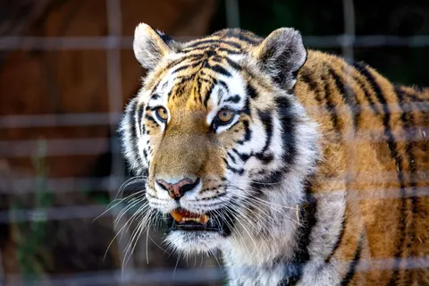 Sfondo Tigre 4K · animals · 3840×2560