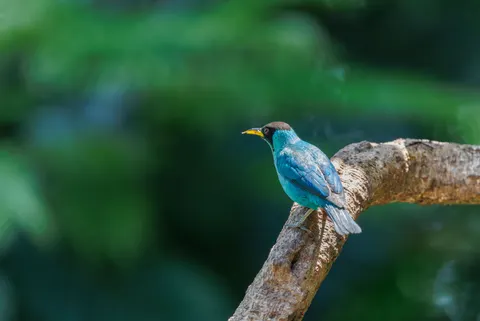 Fond d'écran Oiseau tropical 4K · animals · 3840×2574