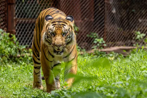 बाघ 4K वॉलपेपर · animals · 3840×2560