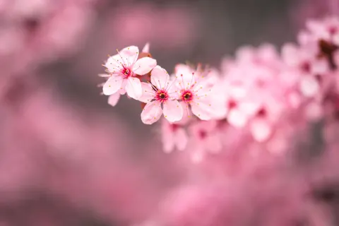 Cherry Blossom 4K Wallpaper · nature · 3840×2560