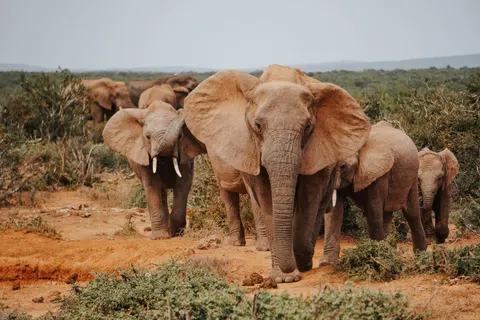 والپیپر فیل با کیفیت 4K · animals · 3840×2560