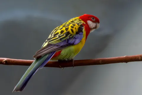 Fondo de pantalla Ave tropical 4K · animals · 3840×2561