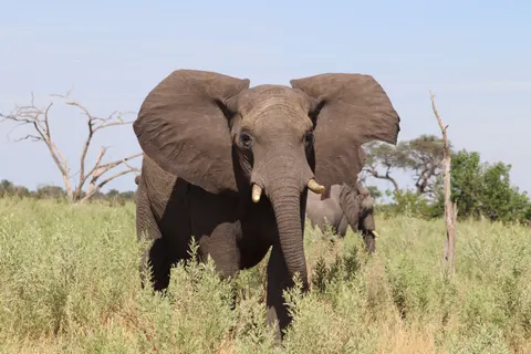 Olifant 4K-achtergrond · animals · 3840×2560