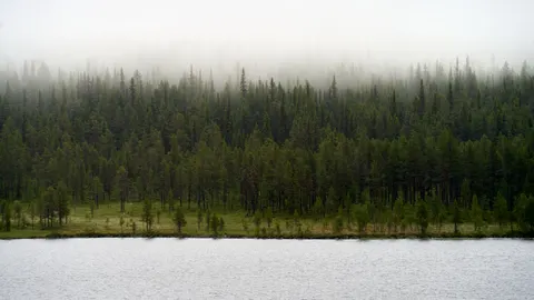 Misty Woods 4K Wallpaper · minimal · 3840×2160
