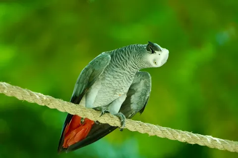 Tropical Bird 4K Wallpaper · animals · 3840×2560
