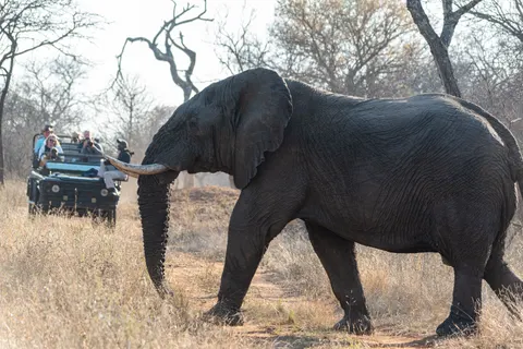 والپیپر فیل با کیفیت 4K · animals · 3840×2563