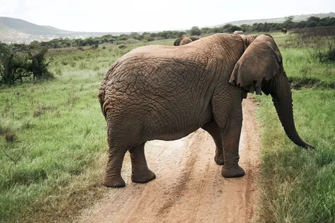 والپیپر فیل با کیفیت 4K · animals · 3840×2560