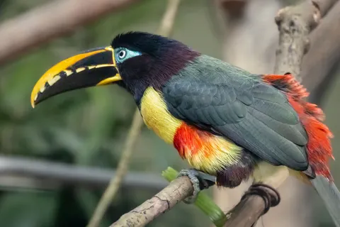Tropical Bird 4K Wallpaper · animals · 3840×2560