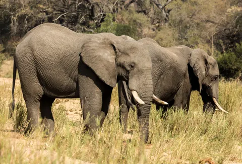 والپیپر فیل با کیفیت 4K · animals · 3840×2607