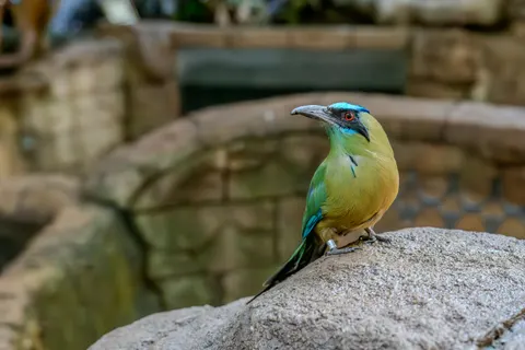 열대 새 4K 배경화면 · animals · 3840×2560